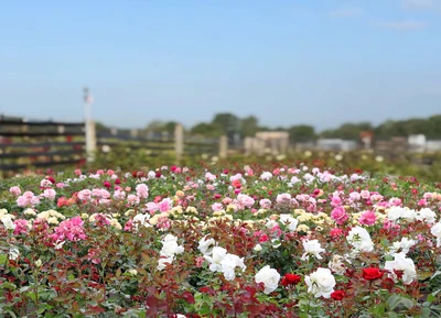 40th Anniversary Rose Nursery tours