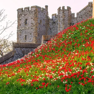 Arundel Castle & Denmans in Tulip Season - Pennywood Tours