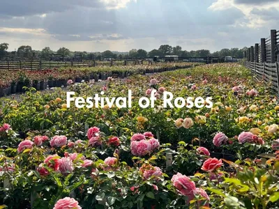 Beautiful roses in bloom at the Henry Street Rose Festival nursery dis