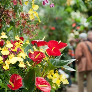 Kew Orchid Festival - Pennywood Tours