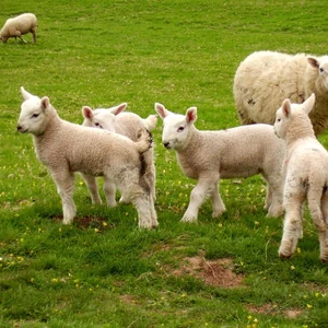 Rye and Romney Marsh Wools - Pennywood Tours