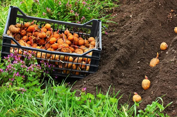Seed Potato Growing Seed Potato Growing
