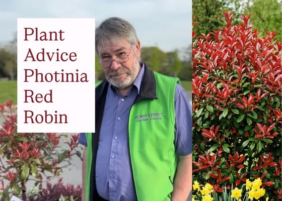 Spring Photinia Red Robin Care