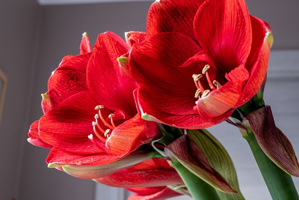 All about the Amaryllis Henry Street Garden Centre