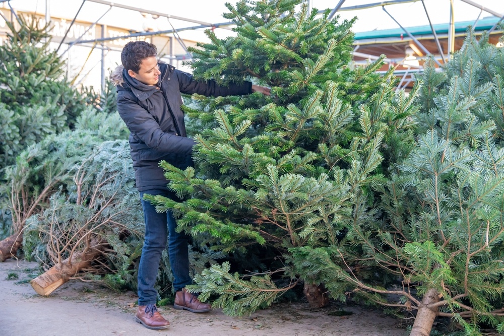 How to choose the right Christmas tree Henry Street Garden Centre
