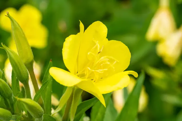 Top 5 drought tolerant plants