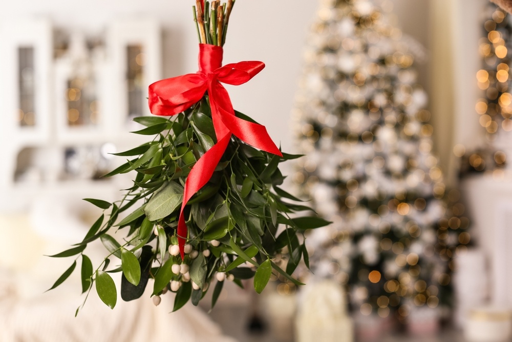 Top 5 indoor Christmas plants Henry Street Garden Centre