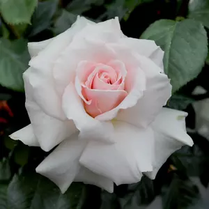 Roses Photos
