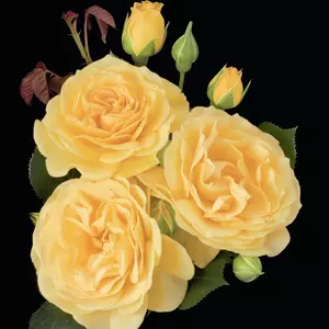 Roses Photos