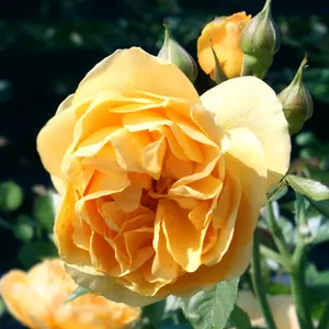 Roses Photos