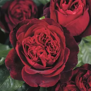 Roses Photos