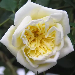 Roses Photos