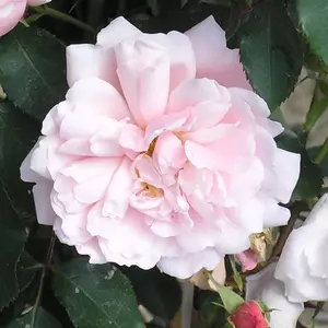 Roses Photos