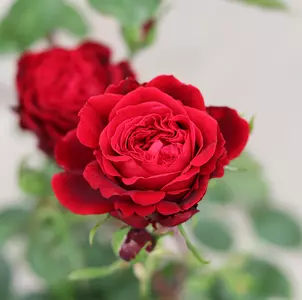 Roses Photos