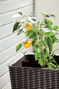 120L Easy Growing Anthracite - image 4