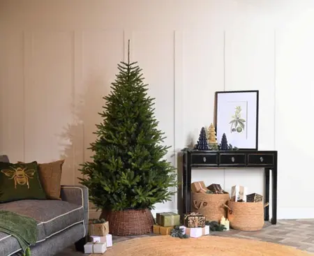 210cm white mountain pine tree