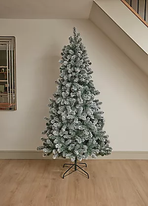 7ft Snowy King Pine