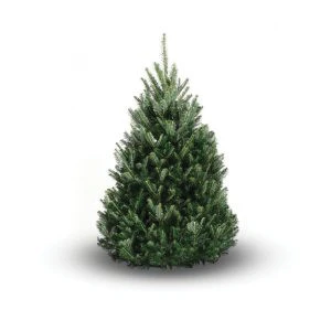 F/Fir Prem Cut 125/150cm (4-5f