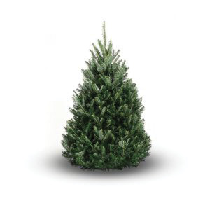 F/Fir Prem Cut 125/150cm (4-5f