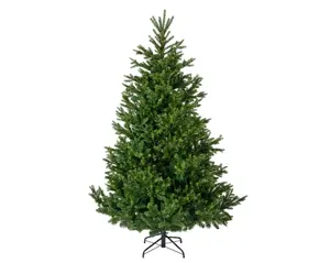 Nordman Fir