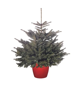 Blue Spruce 125/150cm Potted