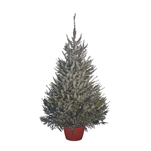 Omikira Sprce Promo 80+cm Potted