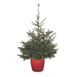 Fraser Fir Promo 125/150cm Potted