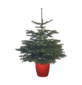 Nordman Fir Promo 80/100cm Potted