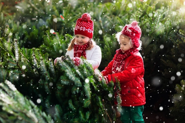 Real Christmas Trees